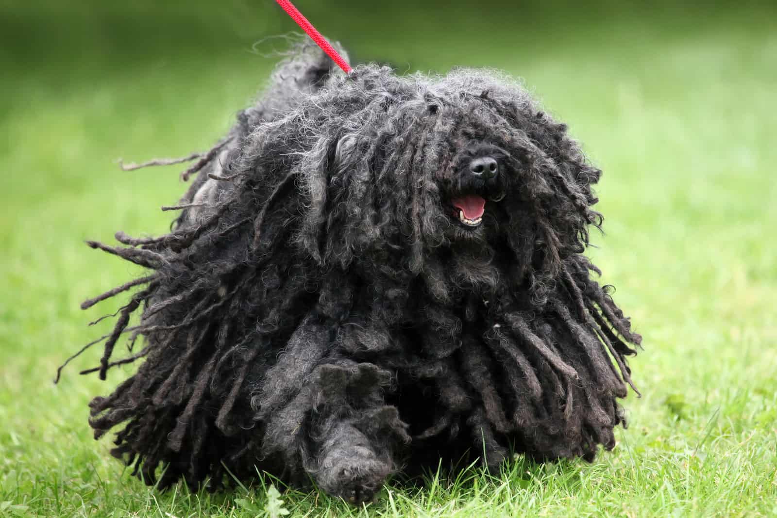 Hungarian Puli with a huge coat