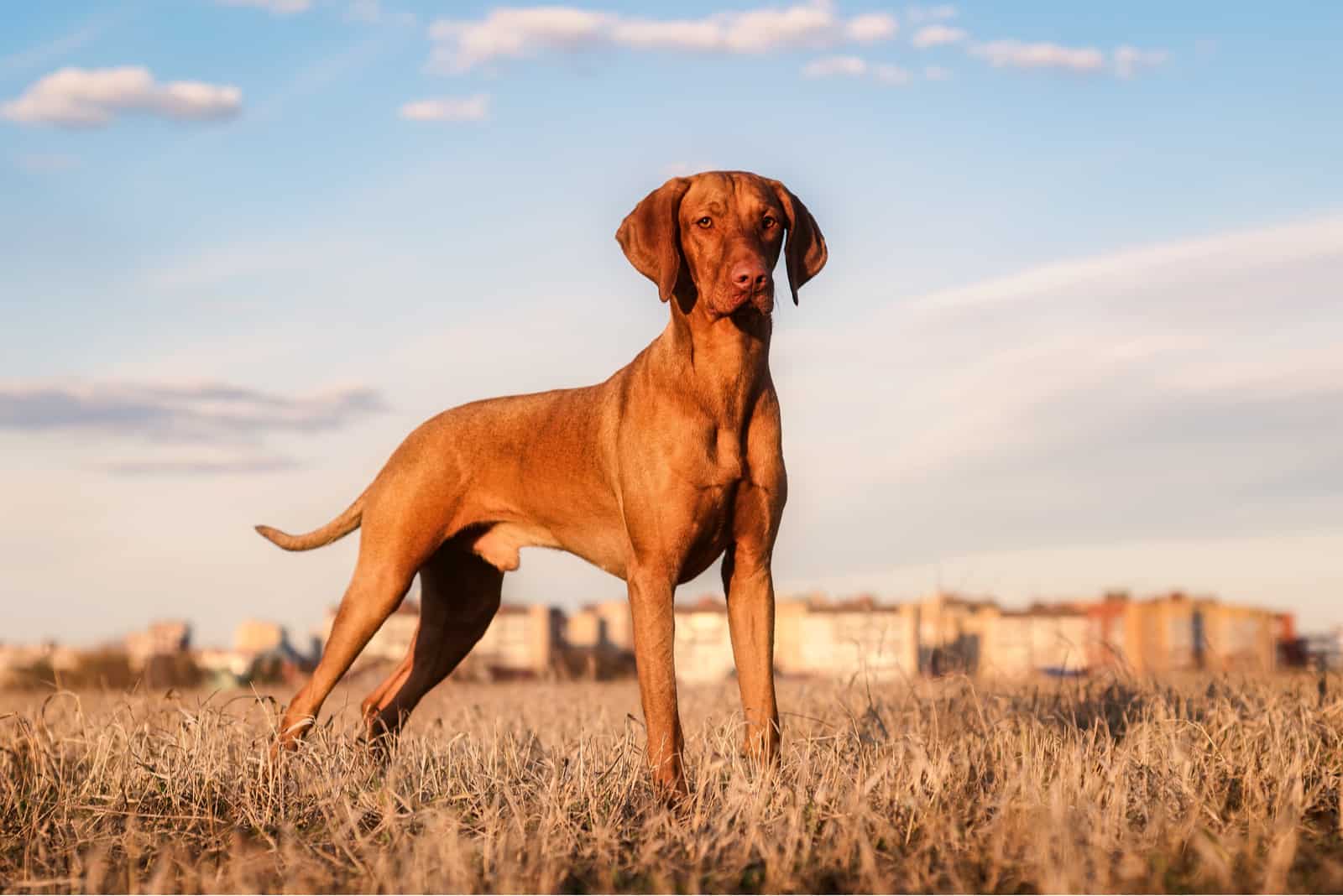 Hungarian red dog at sunset in a field