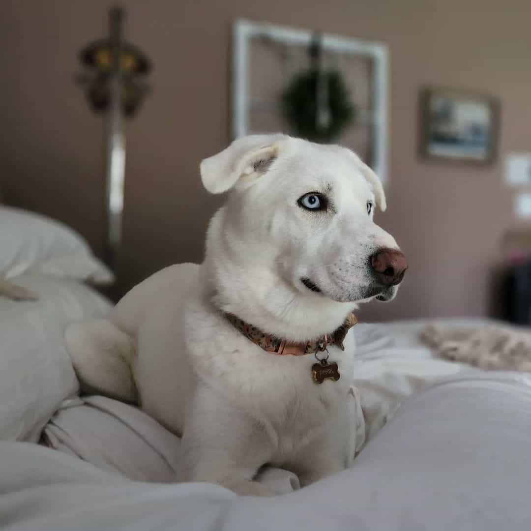 Huskador is lying on the bed