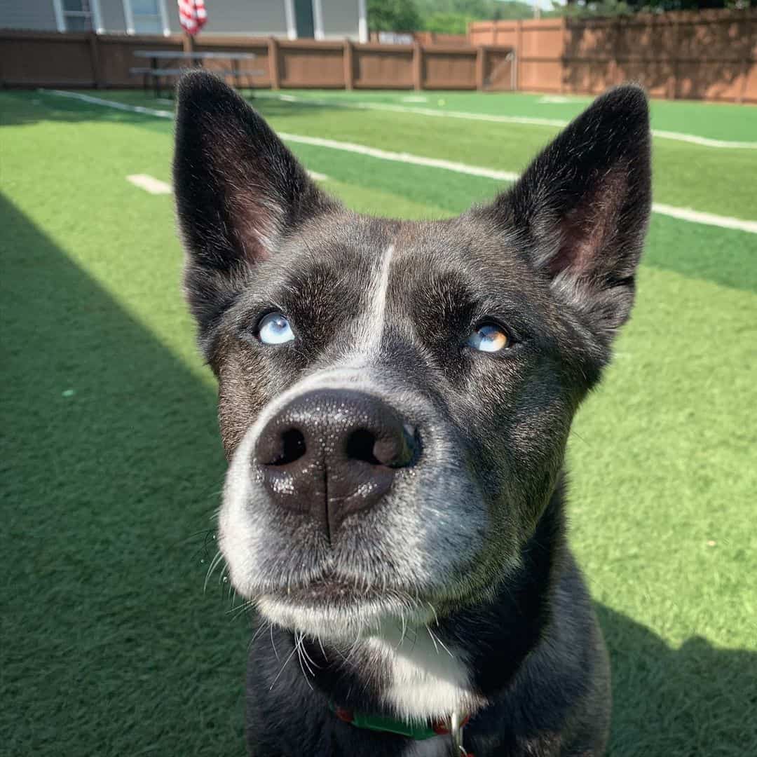 Husky Corgi Mix sitting and looking at the camera