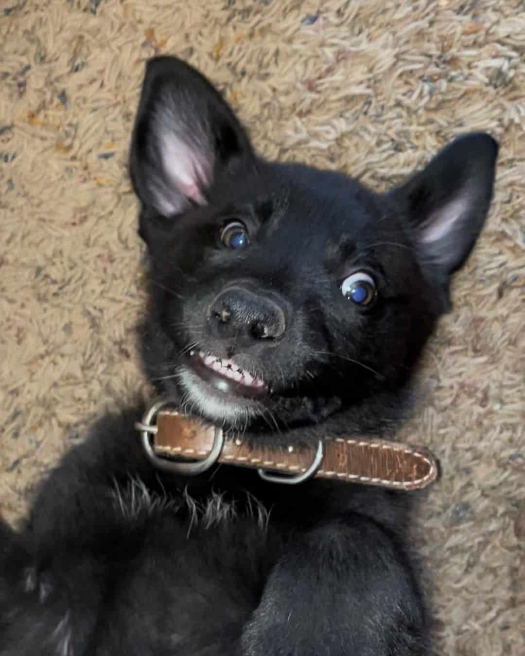 Husky German Shepherd Mix is lying down and looking at the camera