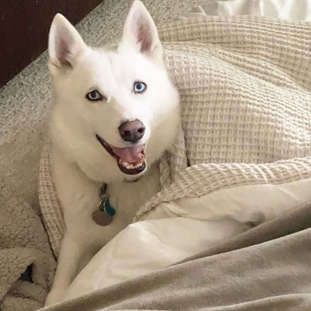 Husky Inu is lying down and looking at the camera