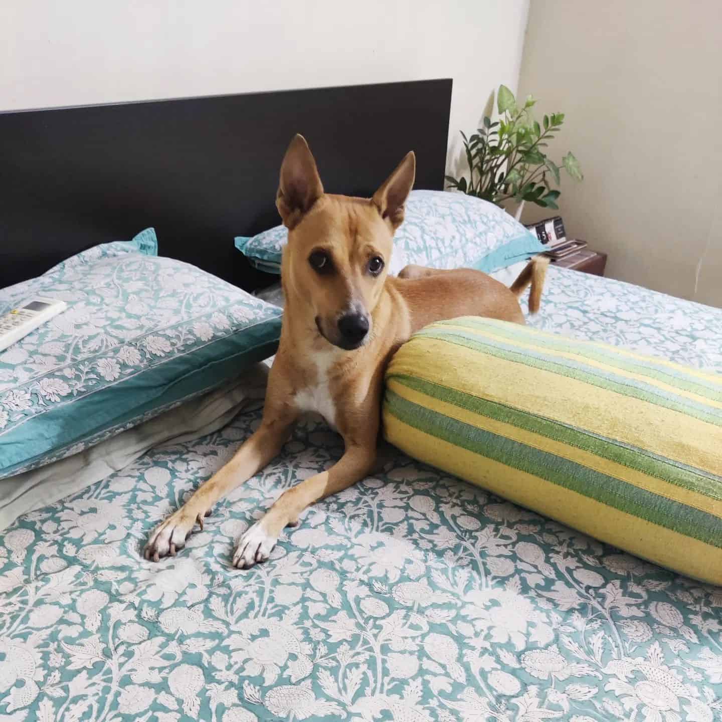 Indian Pariah Dog on the bed