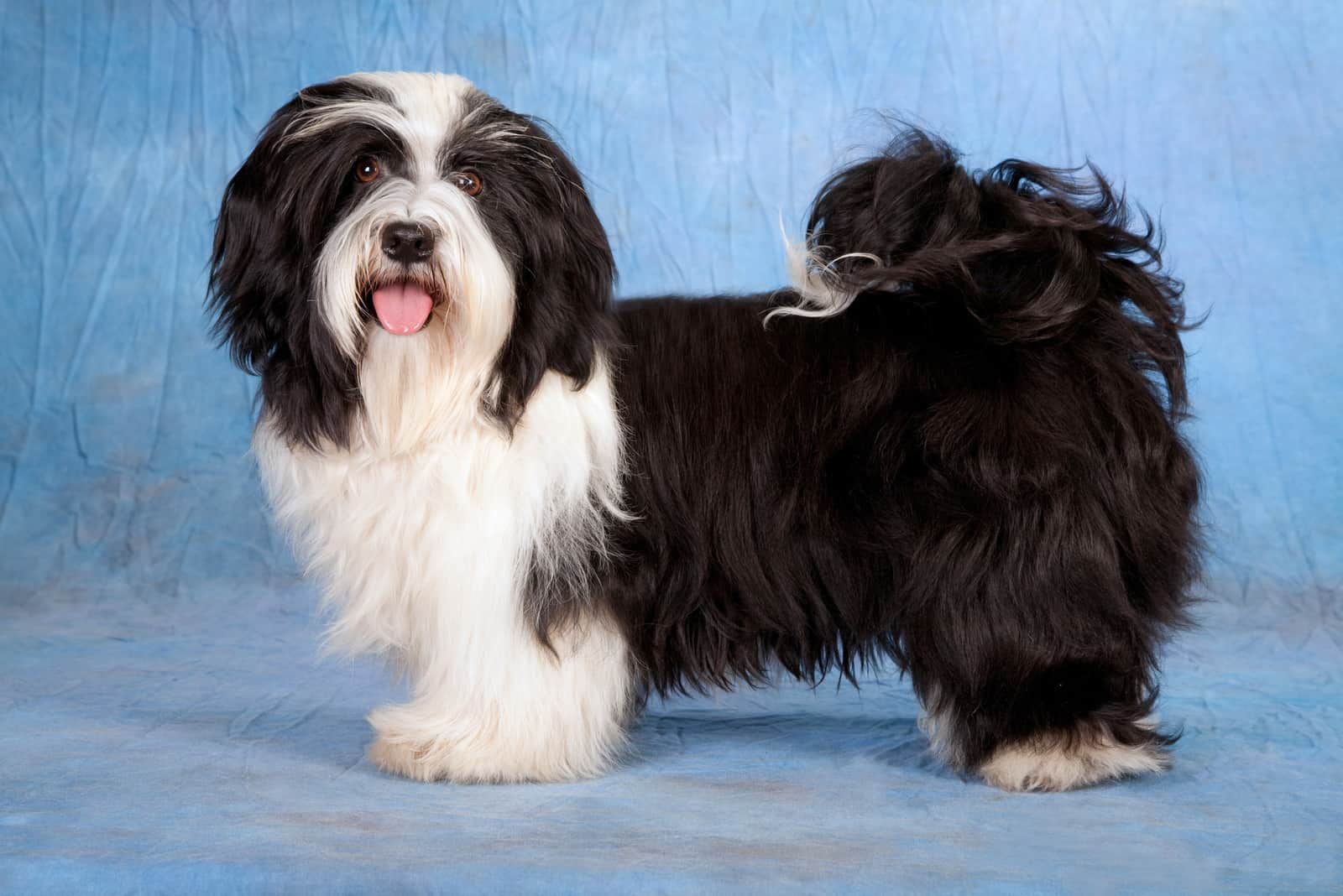 Irish Pied Havanese