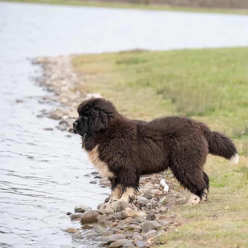 Irish Spotted Newfoundland