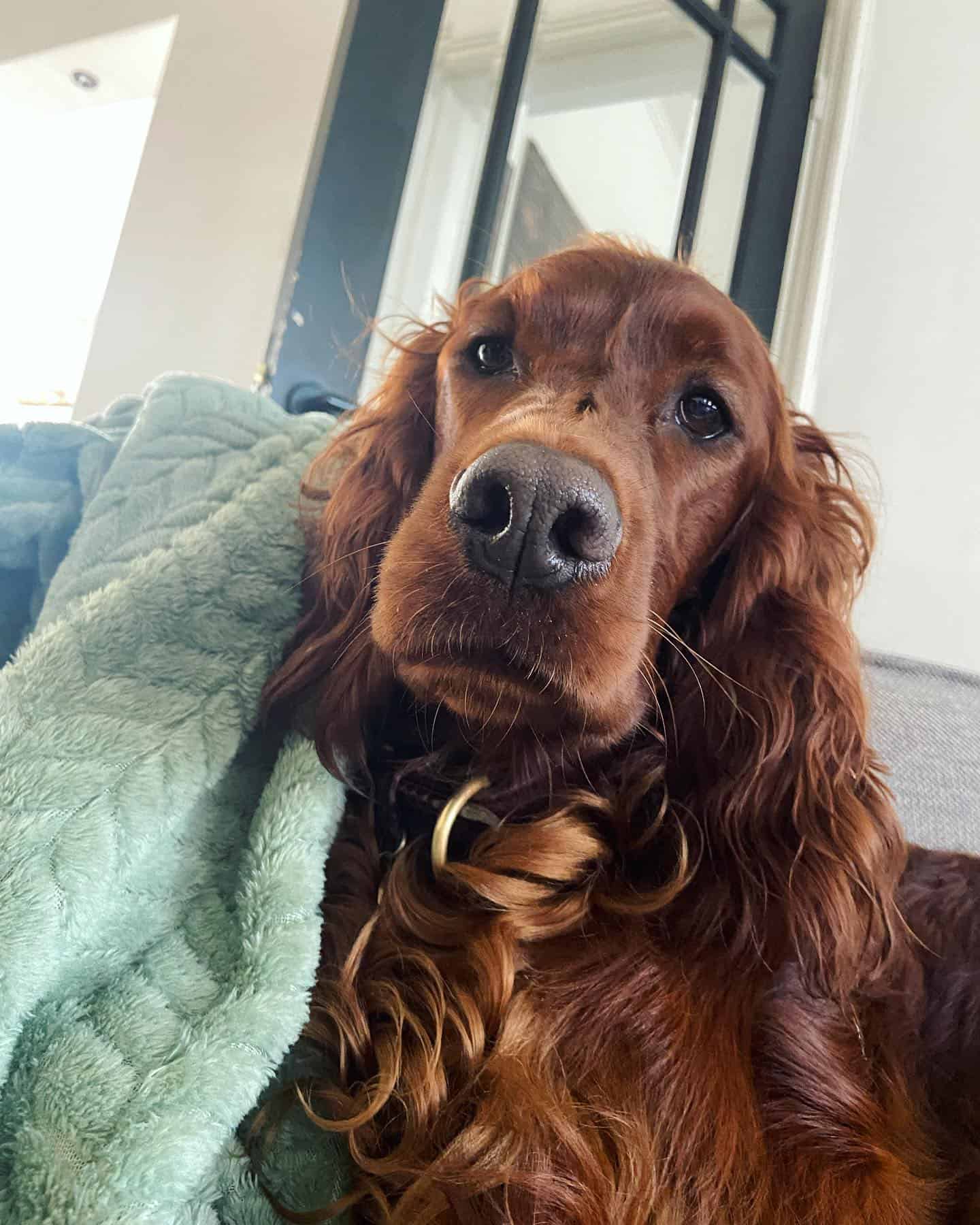 Irish setter dog