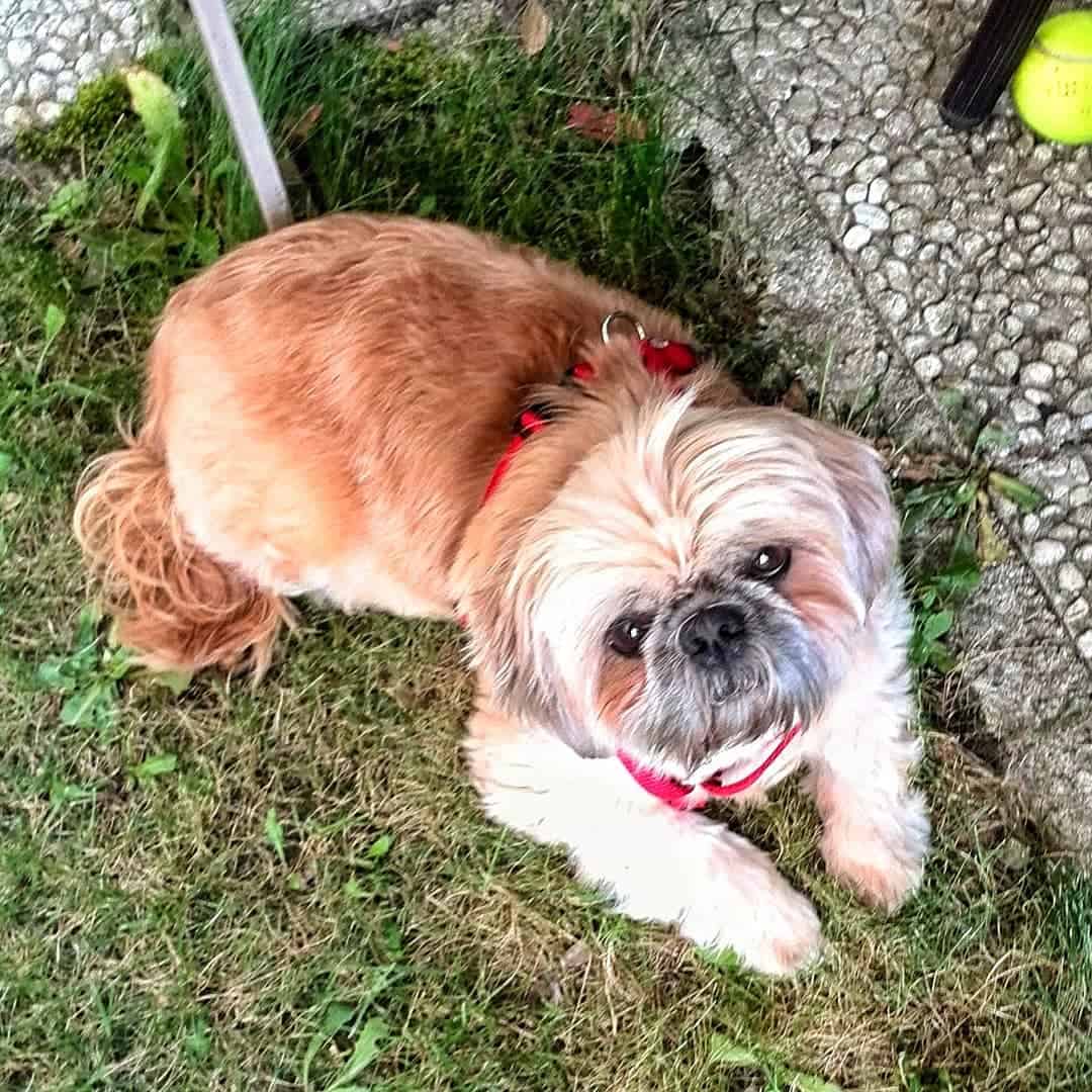 Italian Tzu on the grass