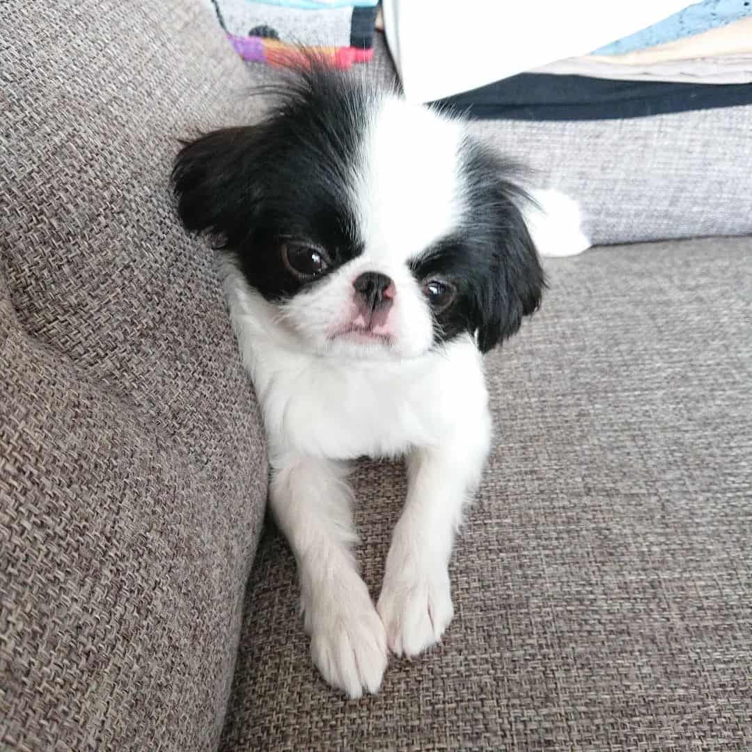 Japanese Chin dog on the couch