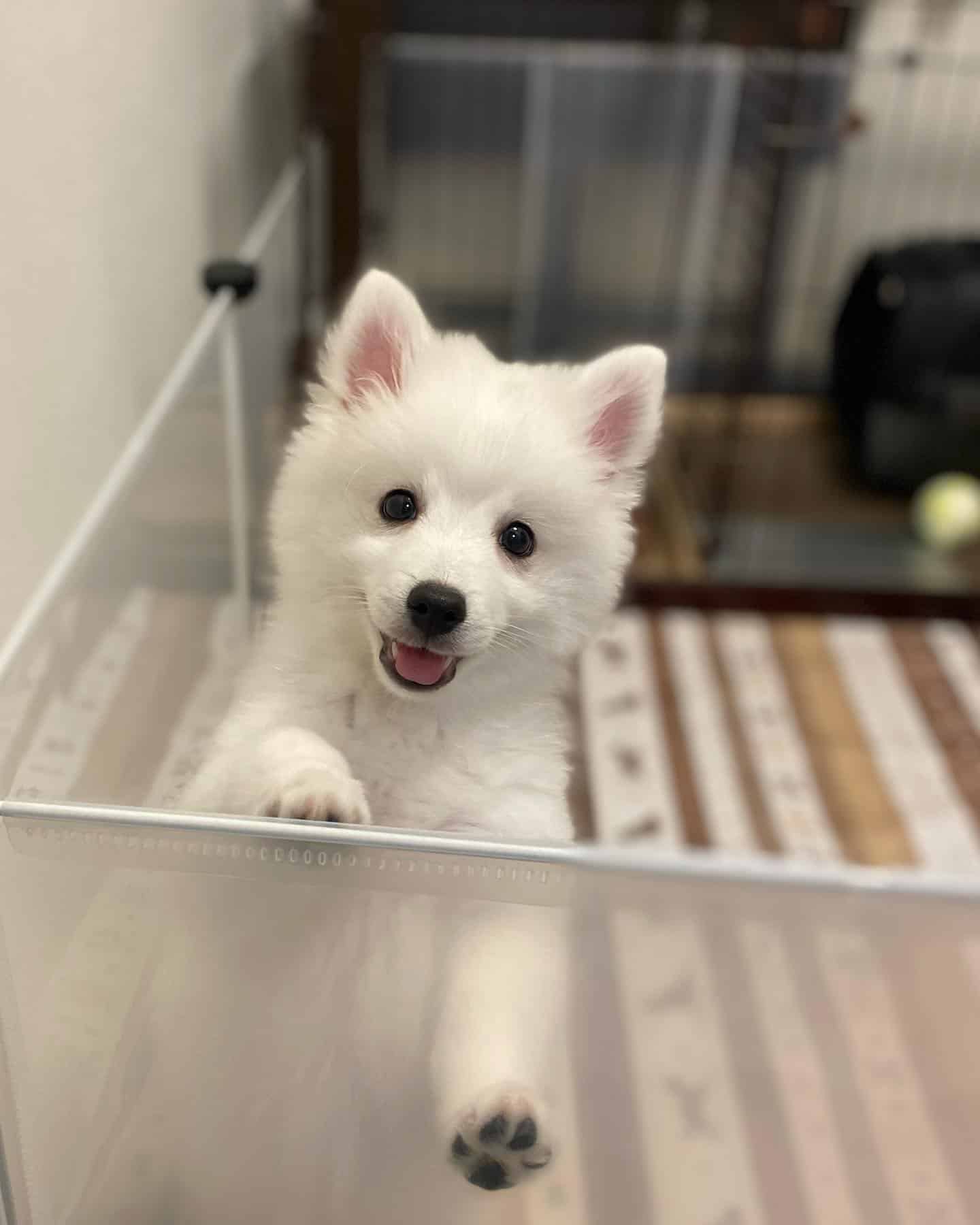 Japanese Spitz dog