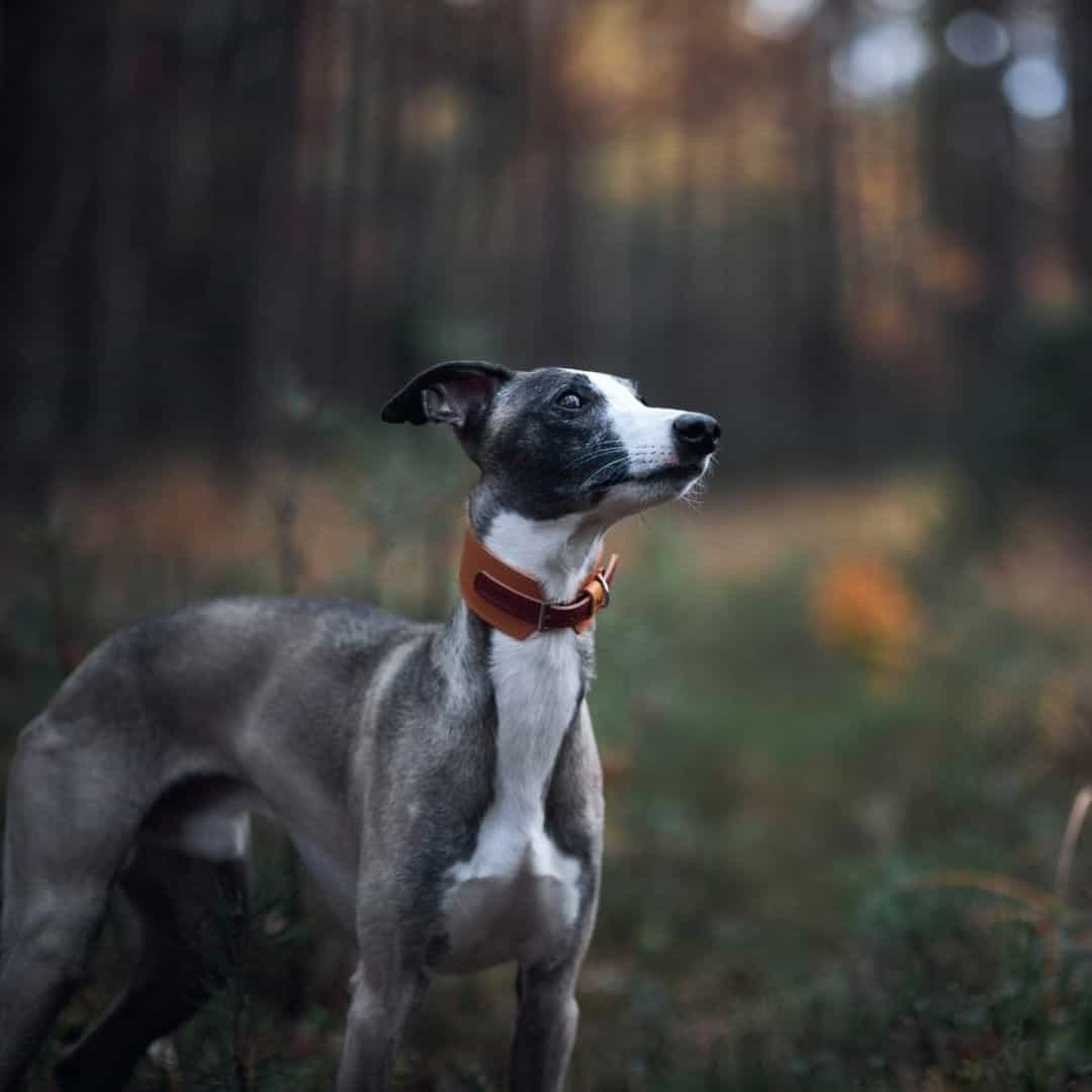 Kaikadi dog in the wood