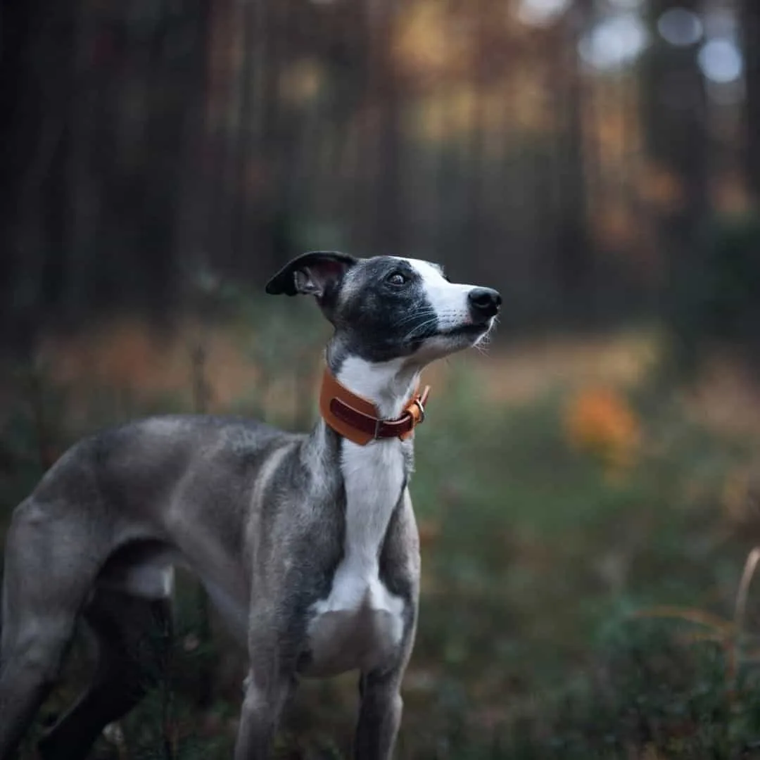 Kaikadi dog in the wood