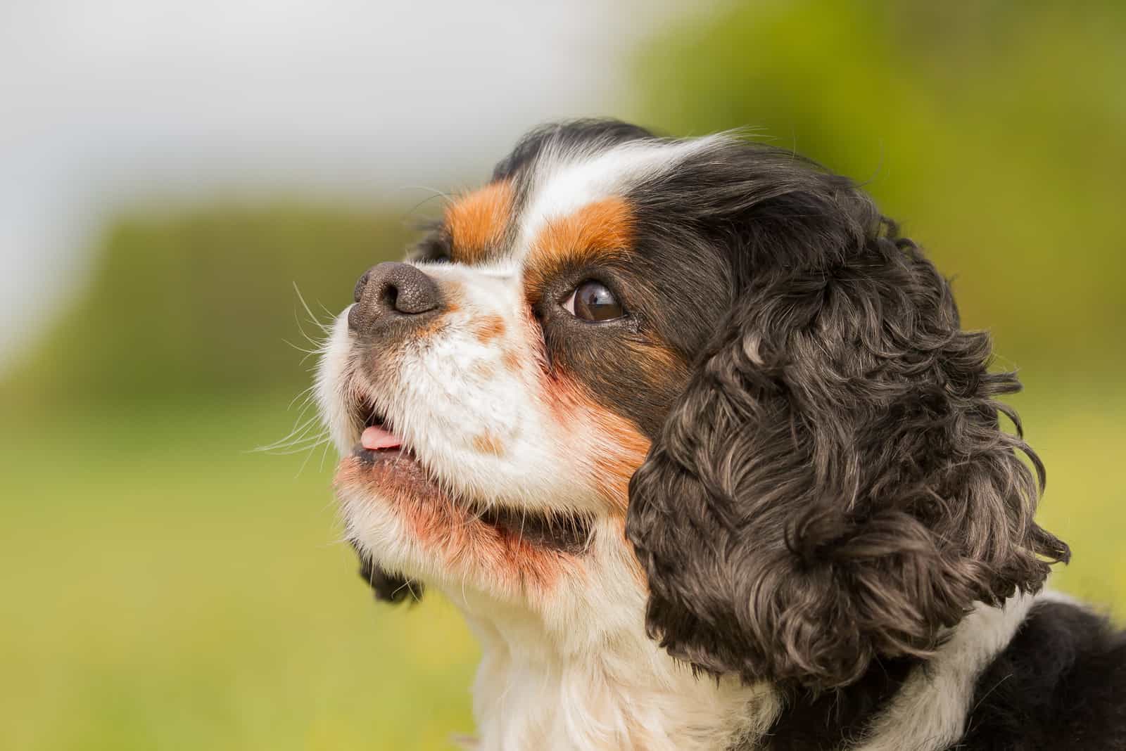 King Charles Yorkie