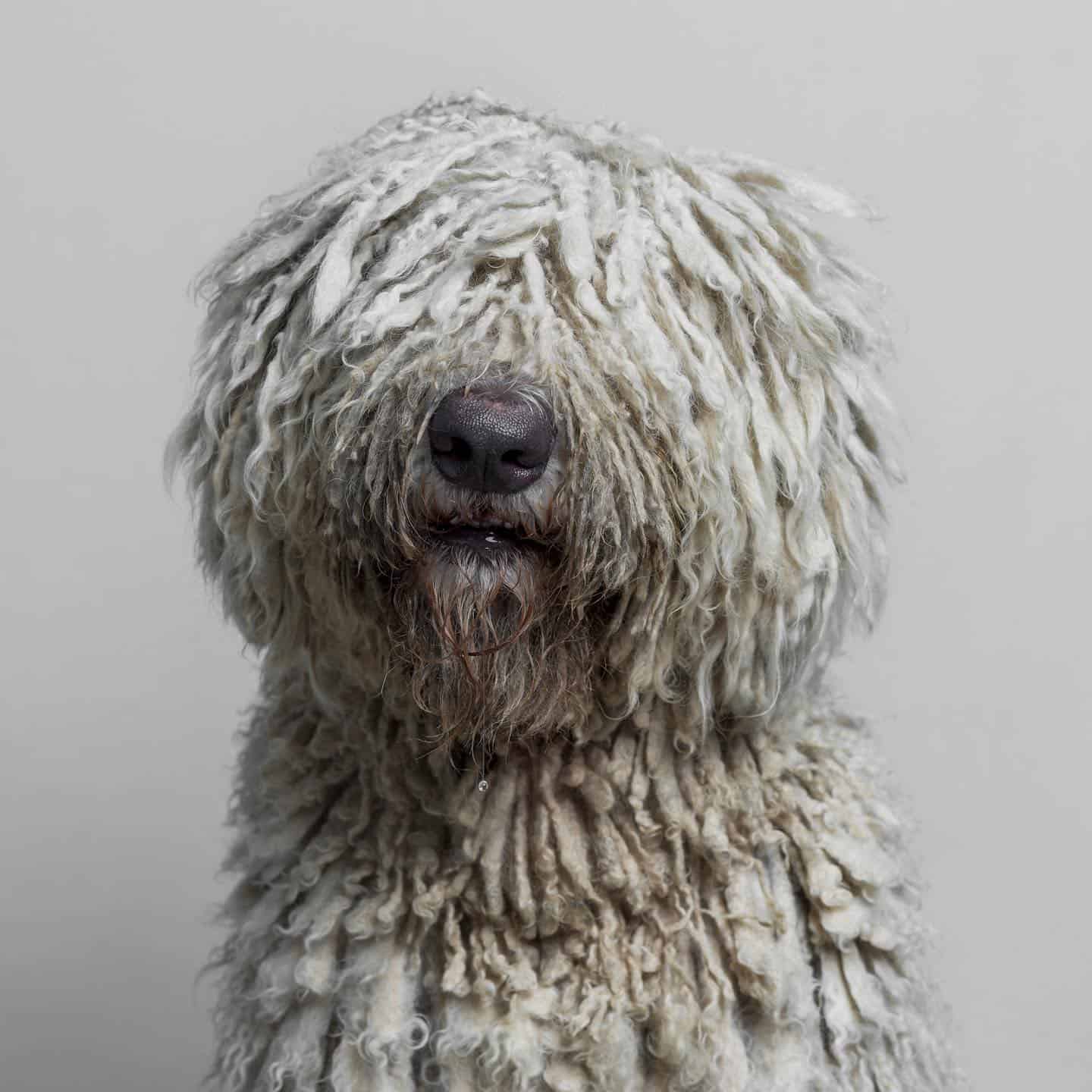 Komondor dog