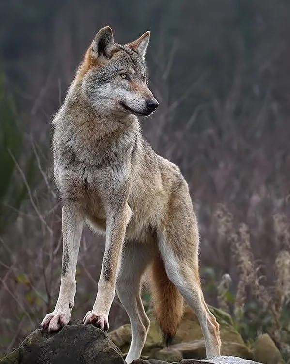 Kugsha stands on a rock and looks away