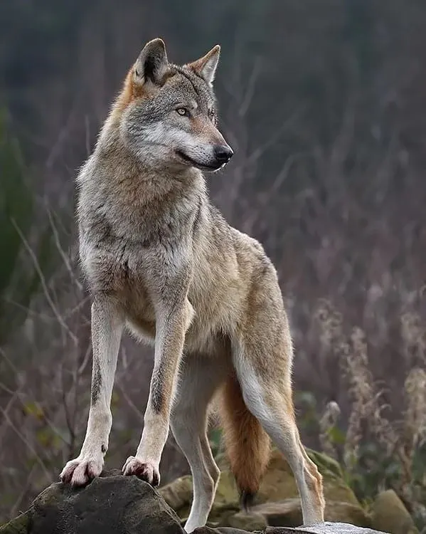 Kugsha stands on a rock and looks away