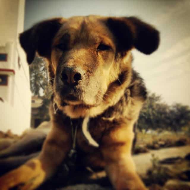 Kumaon Mastiff dog