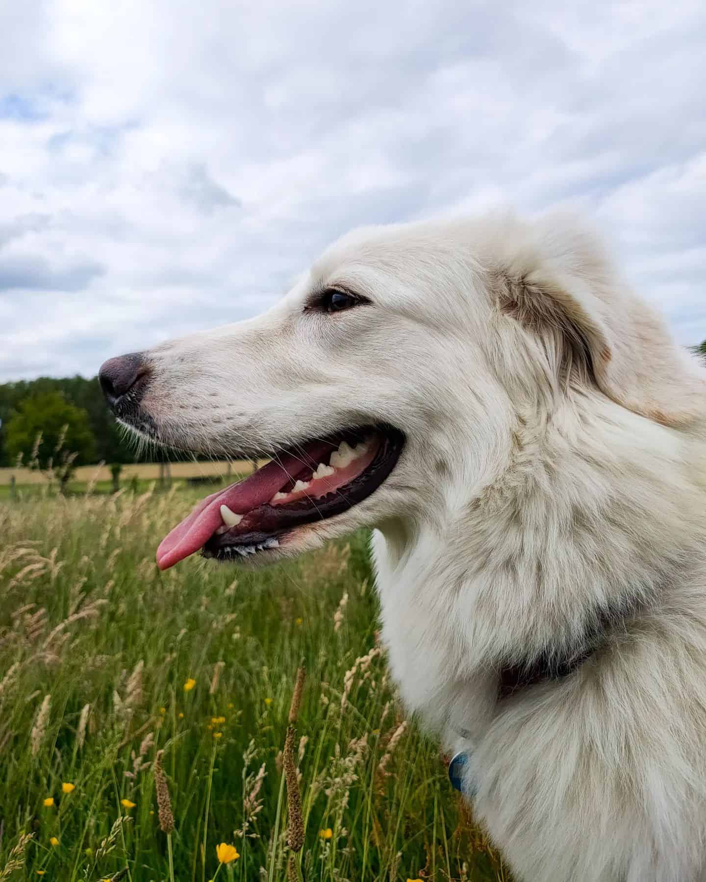 Kuvasz dog in the field