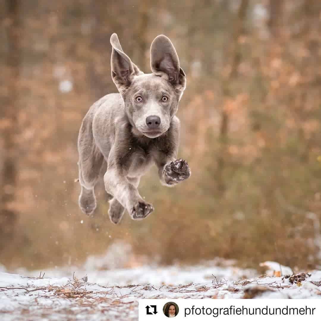 Labmaraner dog runs in nature