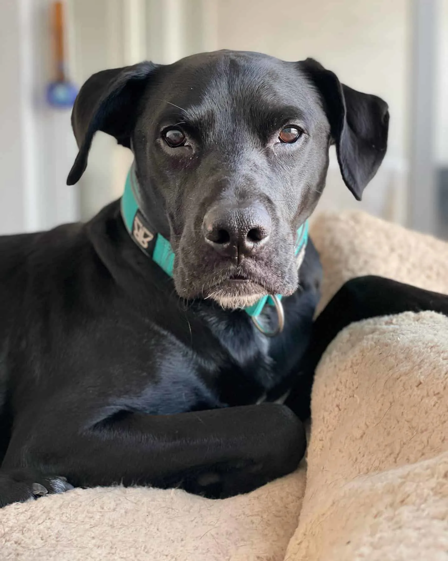 Labrabull dog