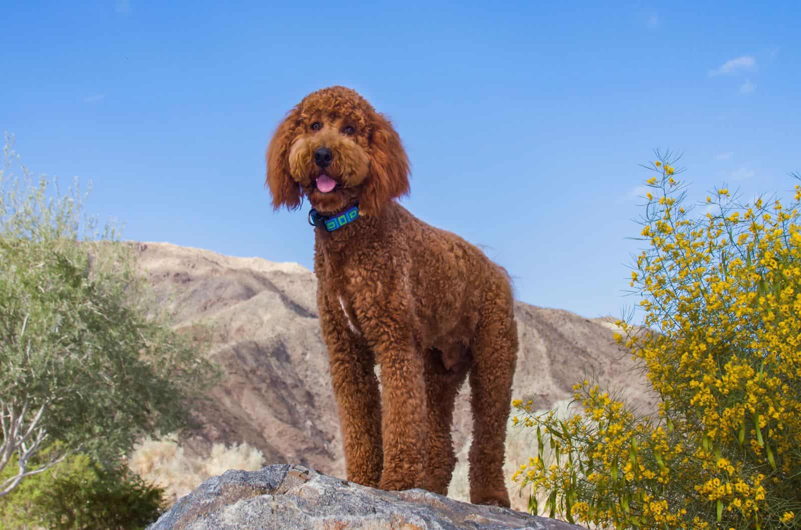 Labradoodle in a desert garden