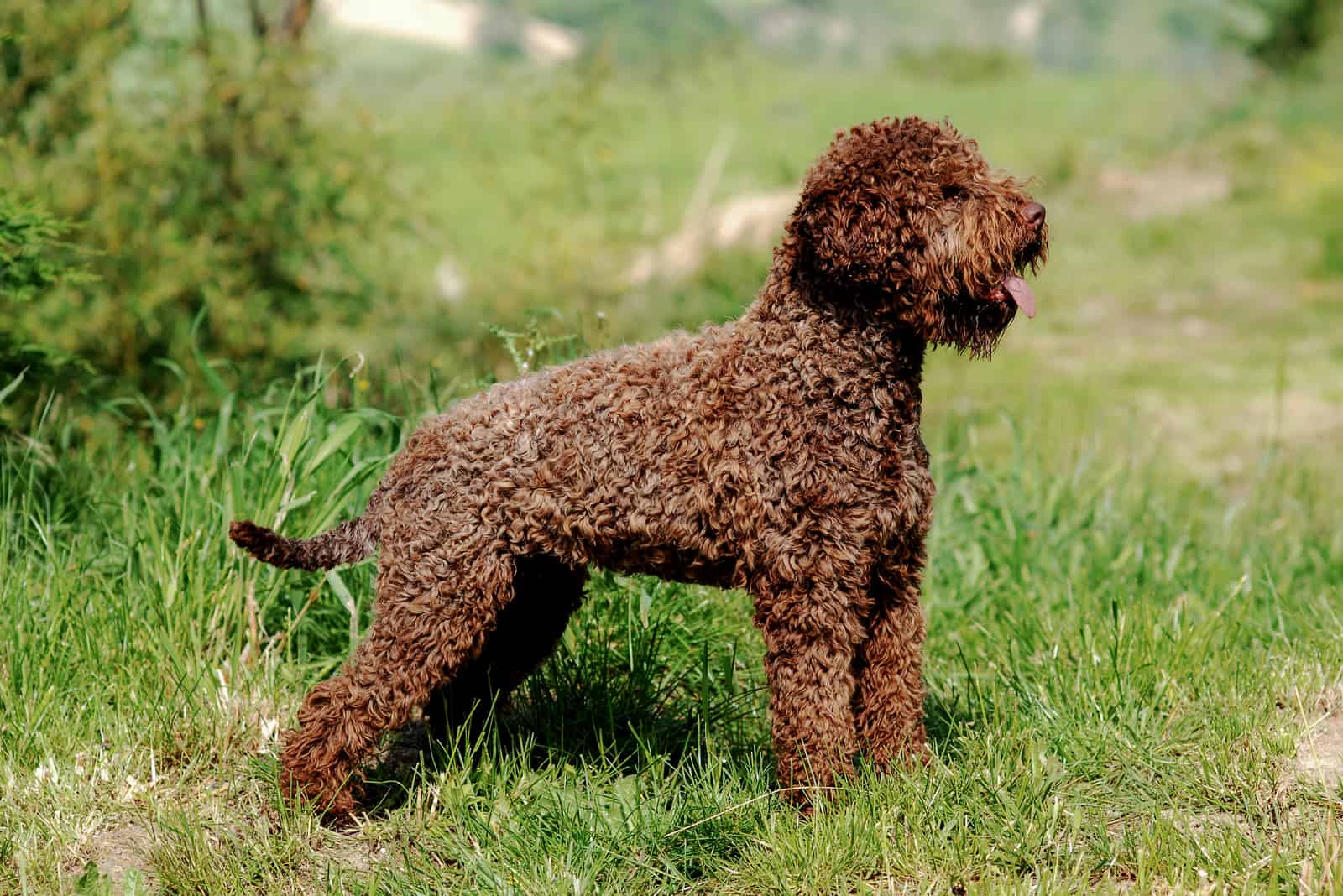 Lagotto Romagnolo standing in the grass