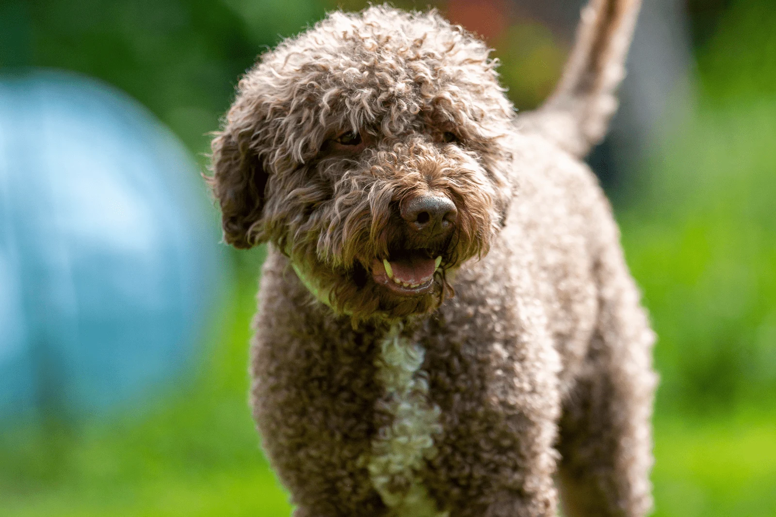 Lagotto Romagnolo stands and barks