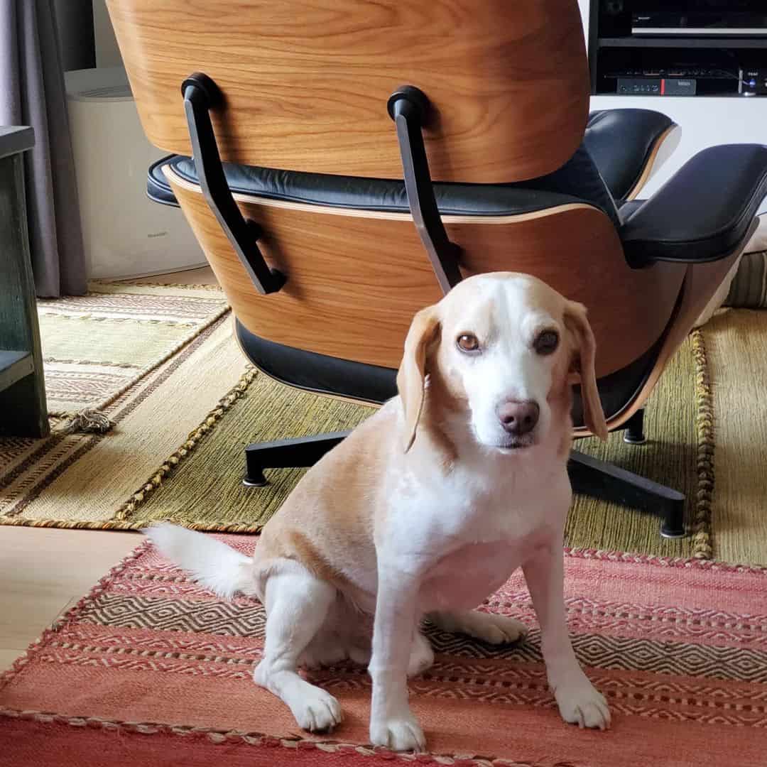 Lemon Beagle is sitting on the floor and looking at the camera