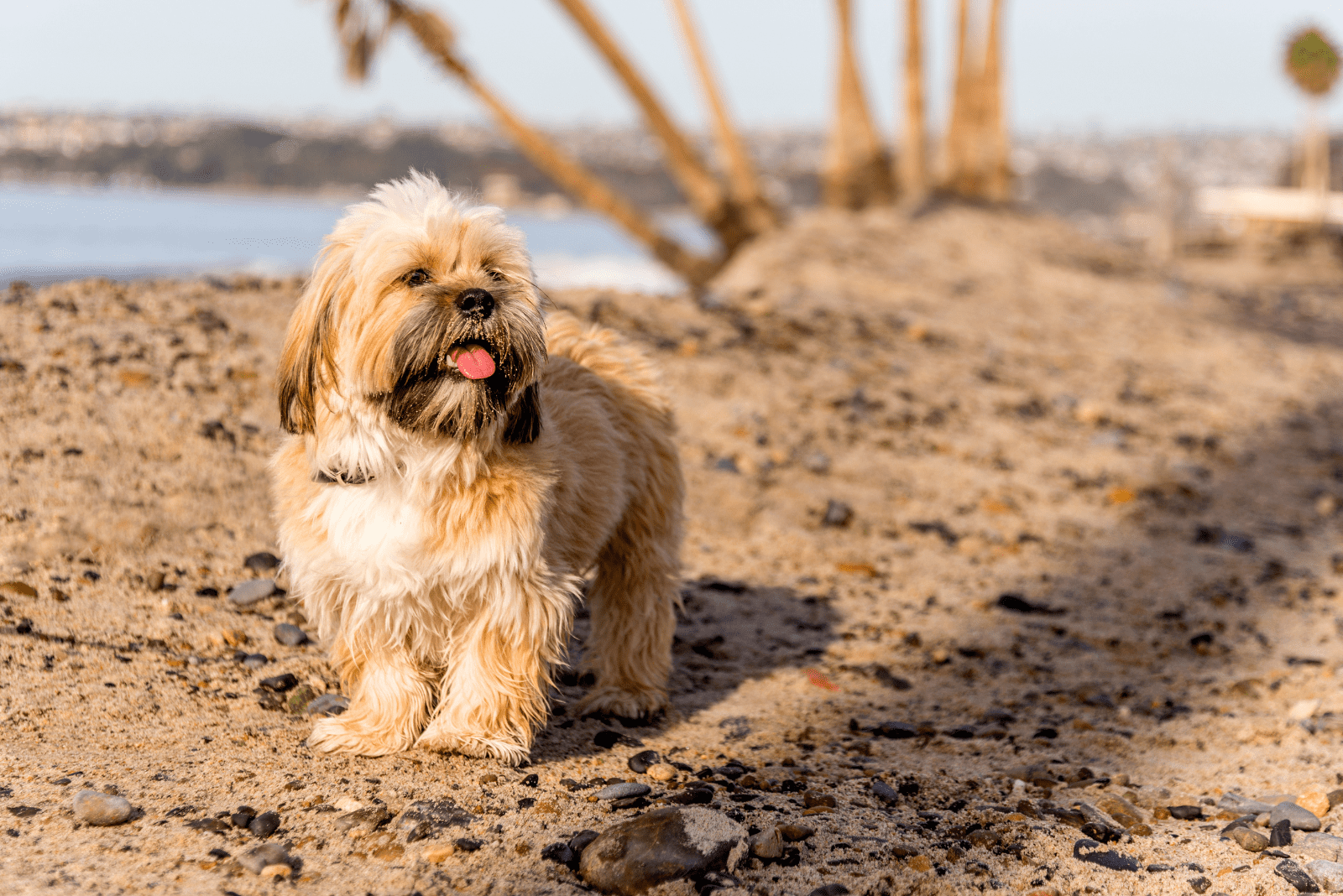 Lhasa Apso puppy playing on beach
