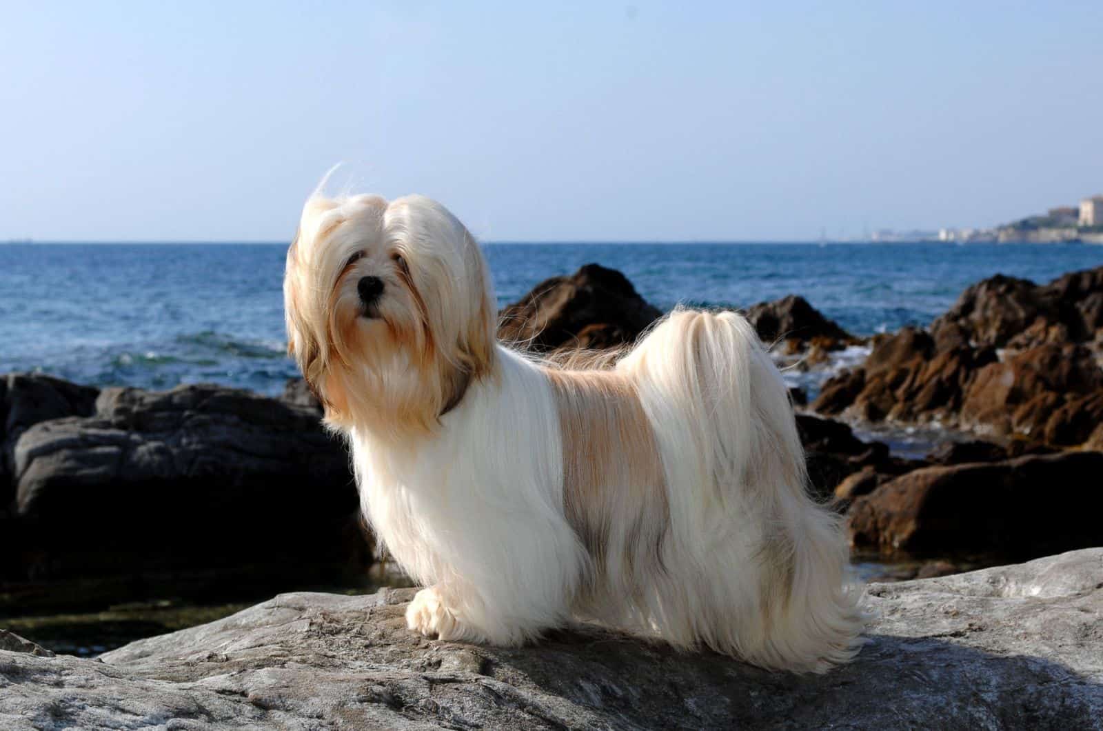 Lhasa Apso at the sea