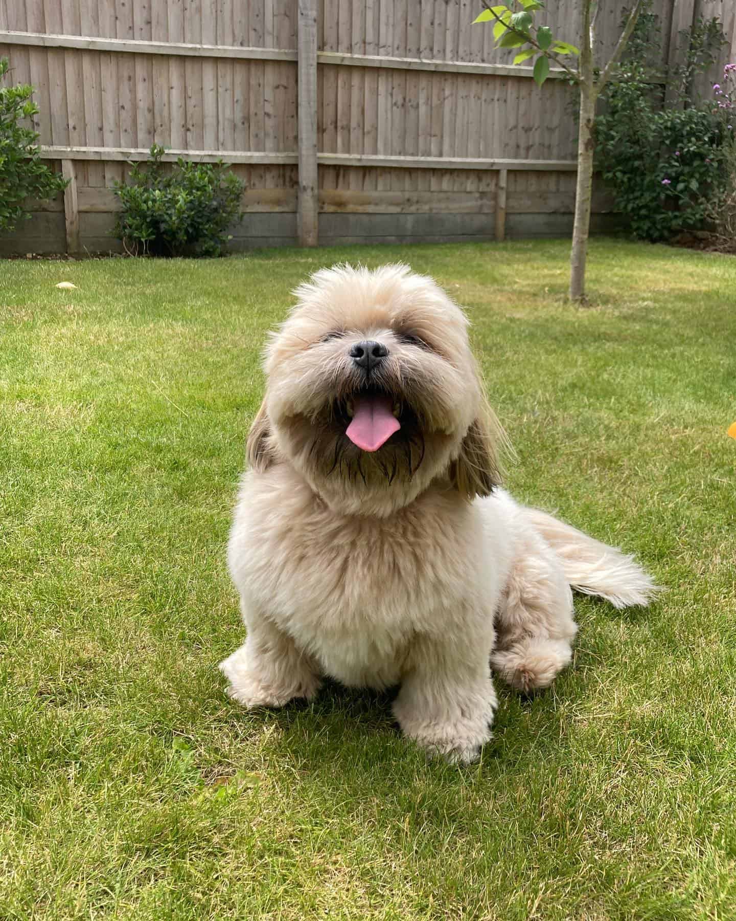 Lhasa Apso dog outdoor