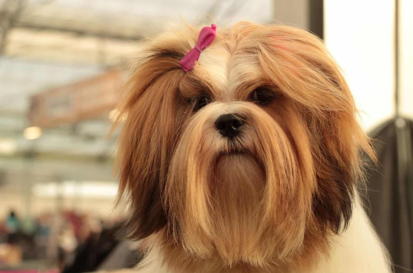 Lhasa Apso