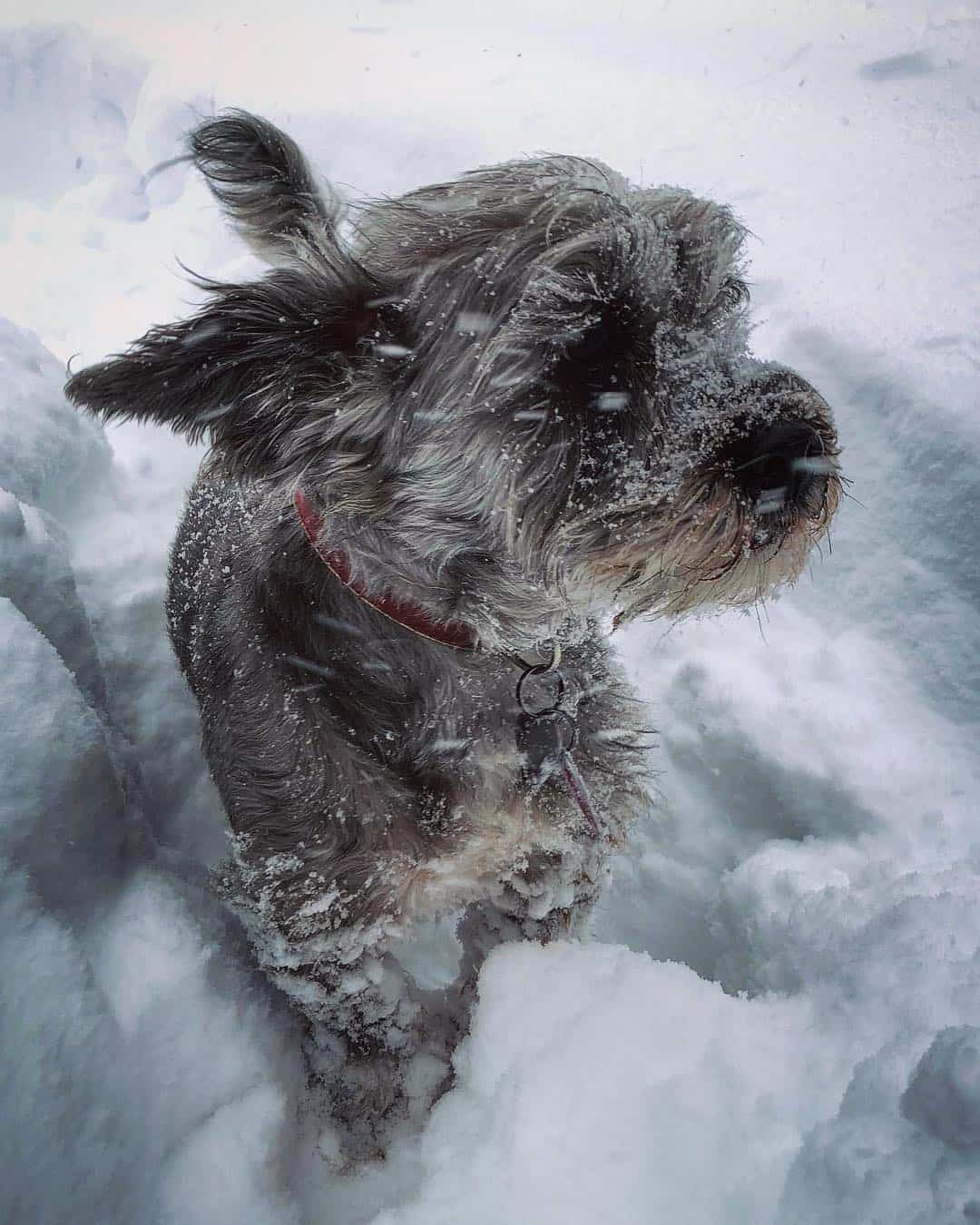 Lhasa-Corgi standing in the snow