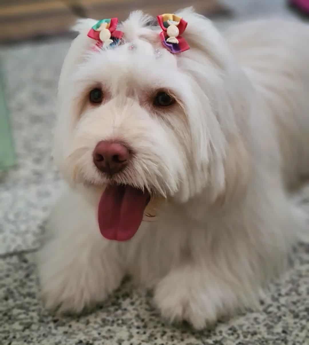 Lhasa Lab of outstretched tongue