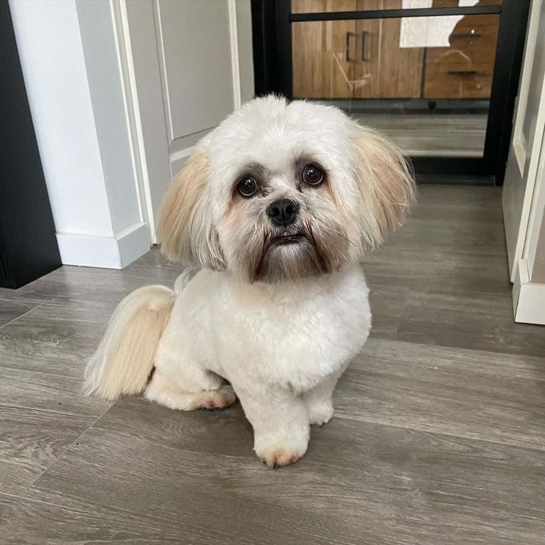 Lhasa Poo is sitting on the floor