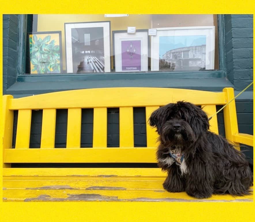 Lhasalier is sitting on a bench