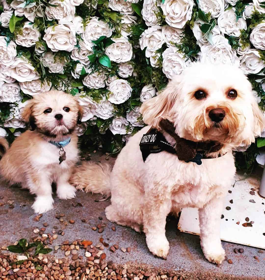 Lhasanese two dogs sitting