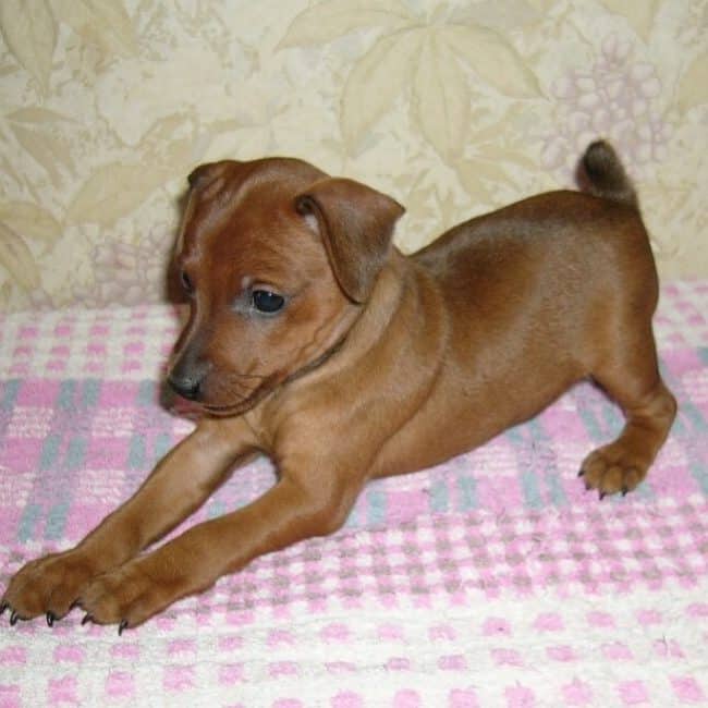 Mahratta Greyhound puppy