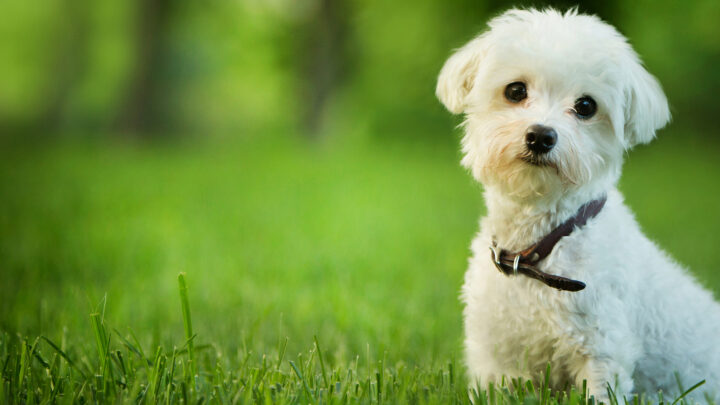 Maltese Mixes: 29 Gorgeous Maltese Hybrid Dogs