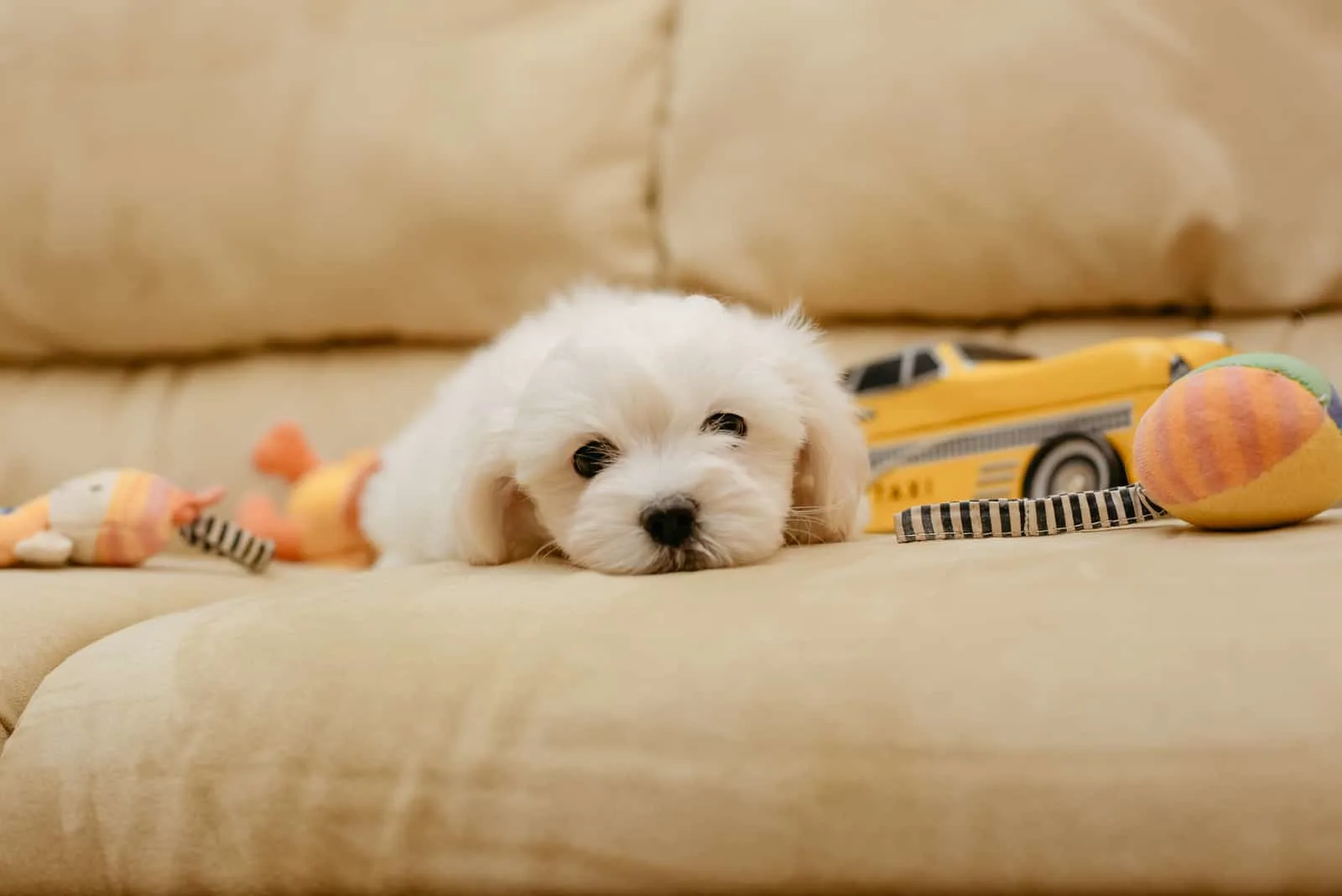 Maltese Puppy lying on sofa