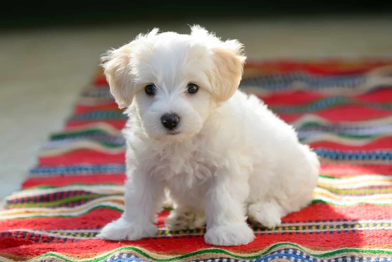 Maltese puppy sitting on carpet