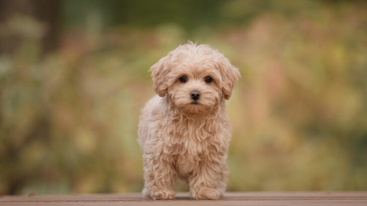 Maltipoo Colors: Everything You Need To Know