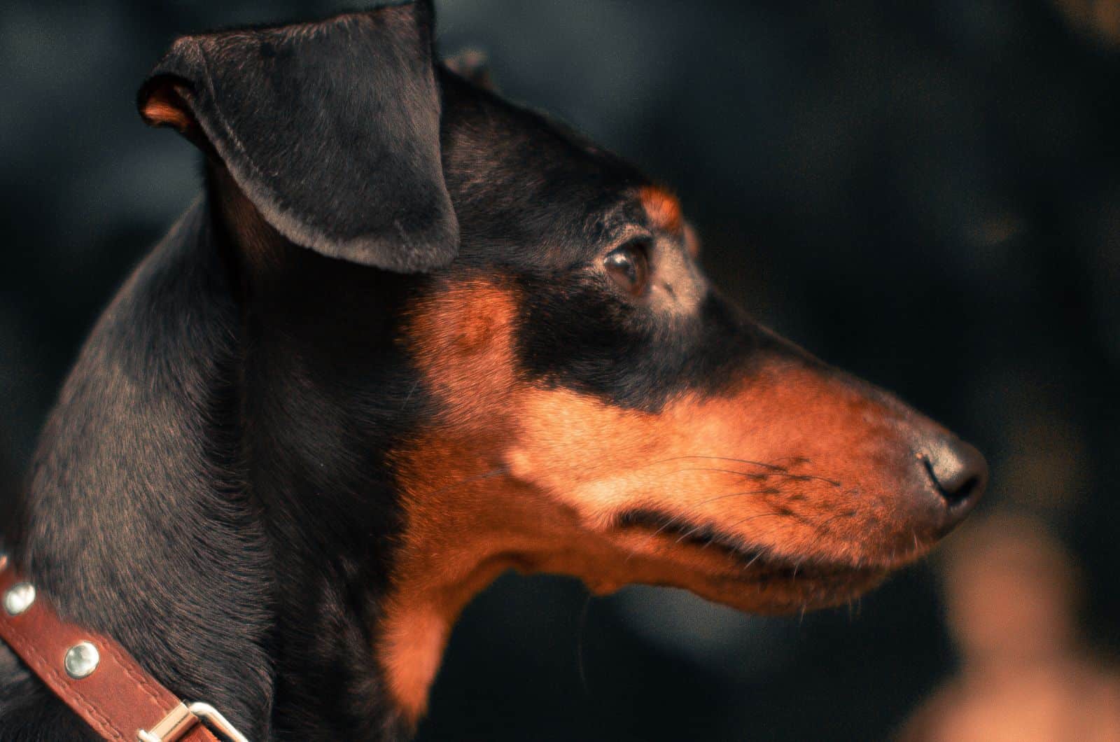 Manchester Terrier