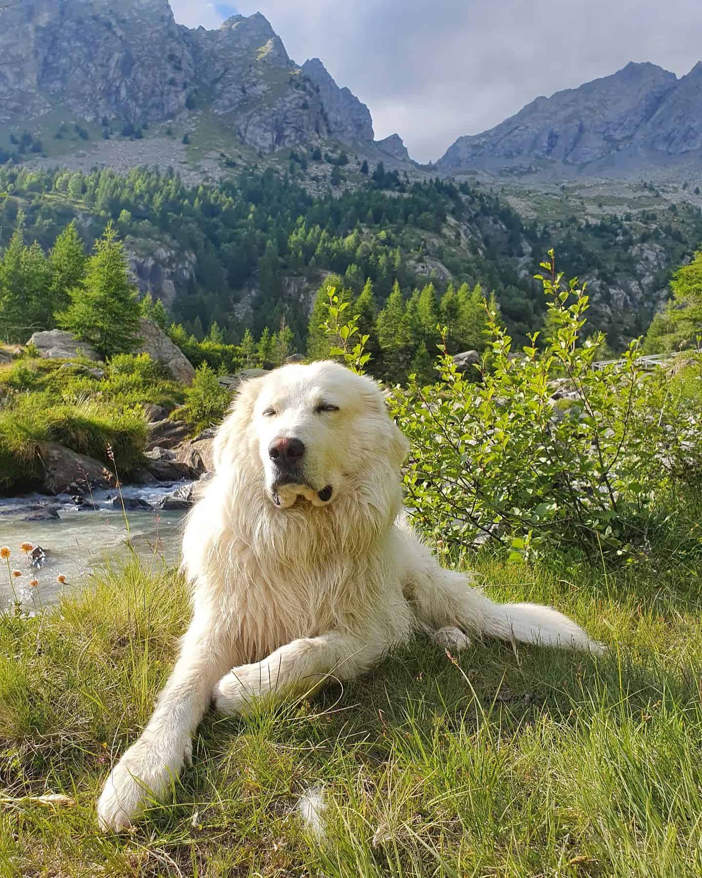 Maremma Sheepdog in wood