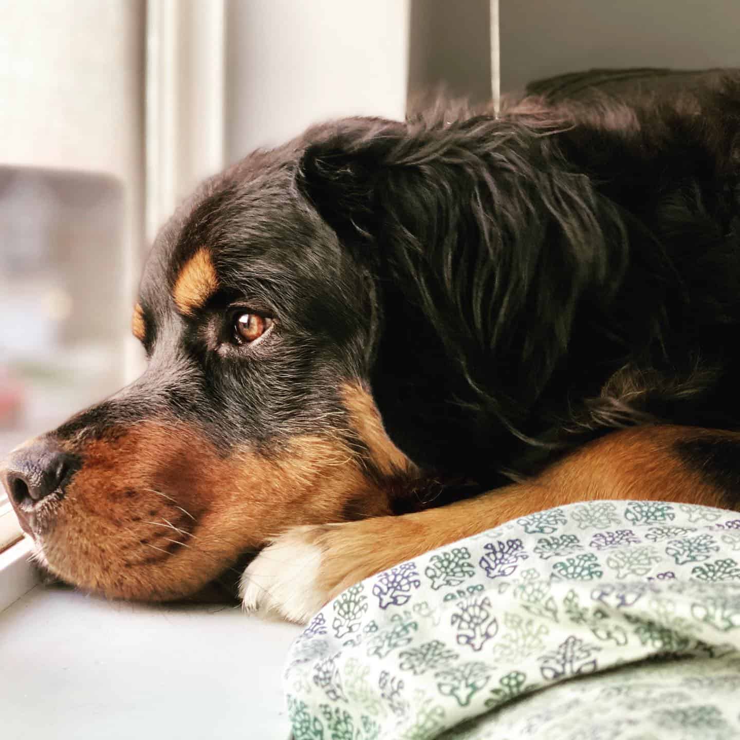 Mastiff Bernese Mountain Dog Mix