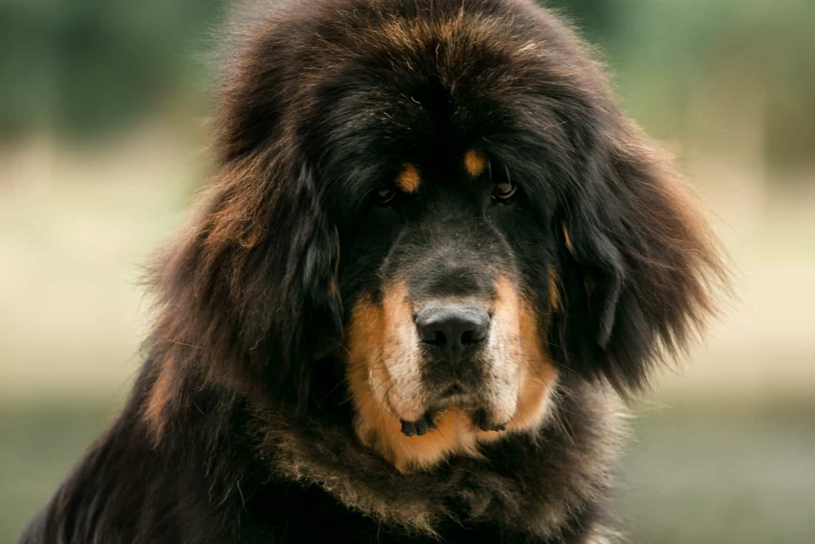 Mastiff Bernese Mountain Dog