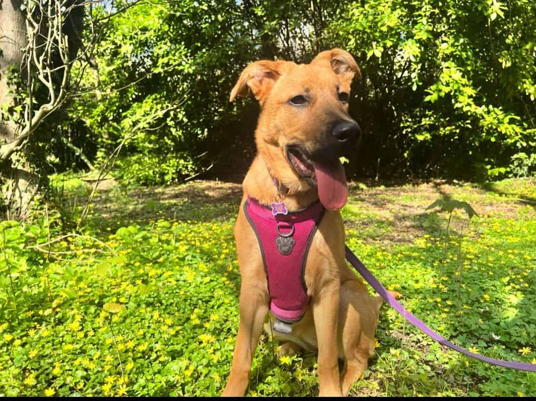 Mastiff Shepherd