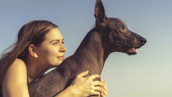 Meet 6 Mexican Dog Breeds And Spice Up Your Life