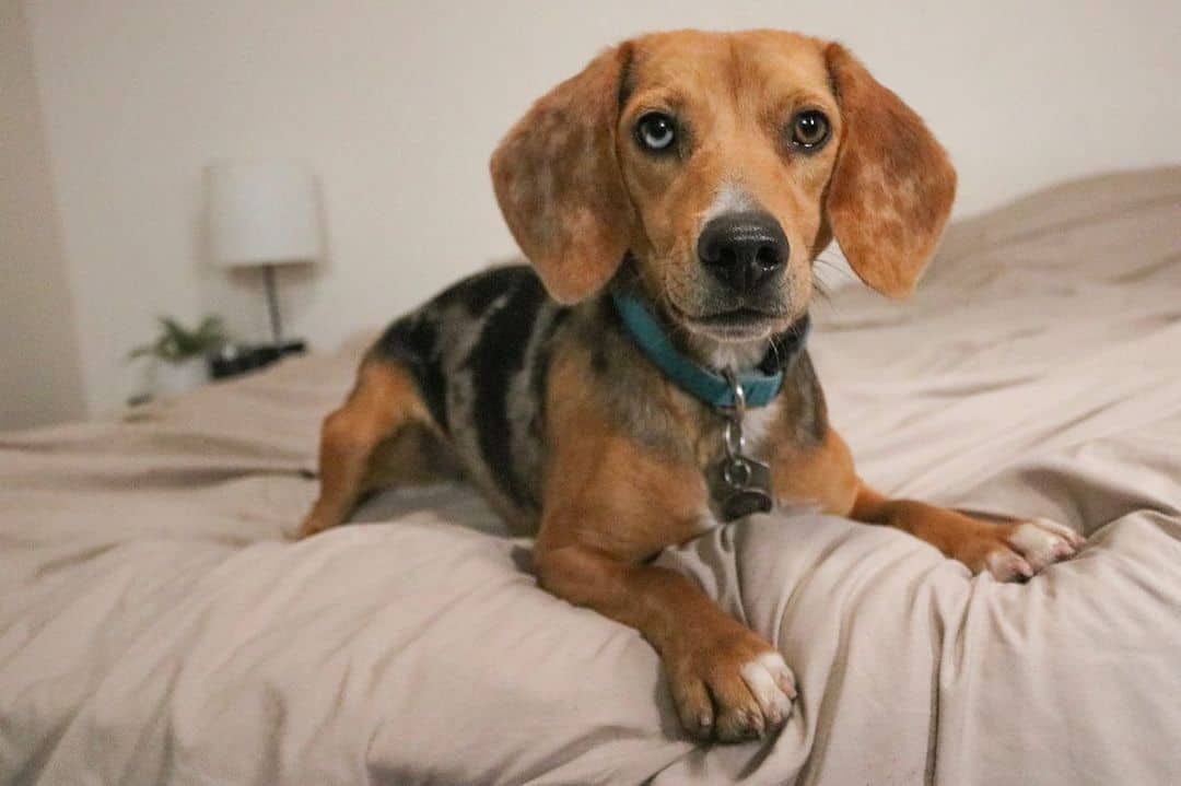 Merle Beagle is lying on the bed