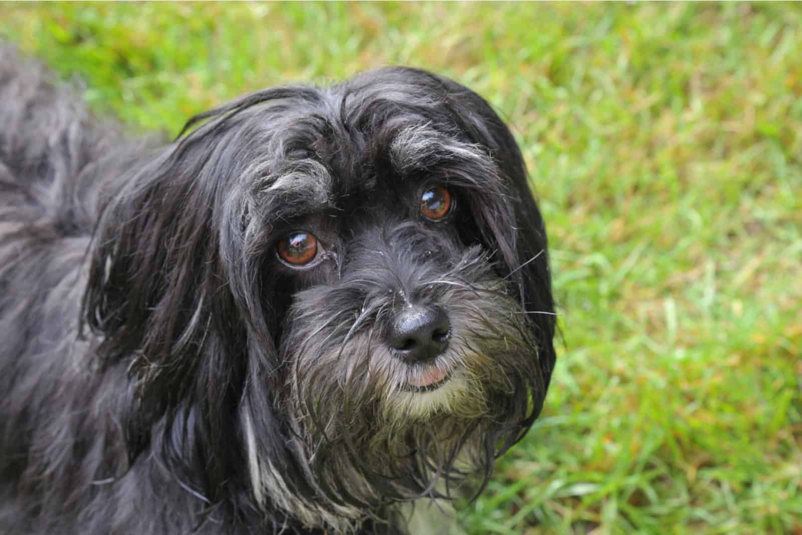 Merle Havanese