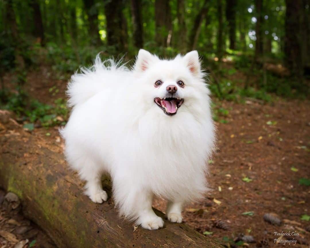 Miniature American Eskimo